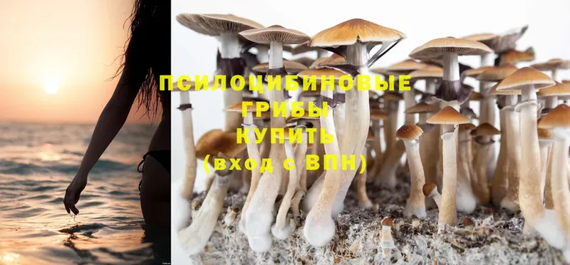 сайты даркнета как зайти  Звенигово  Псилоцибиновые грибы MAGIC MUSHROOMS 